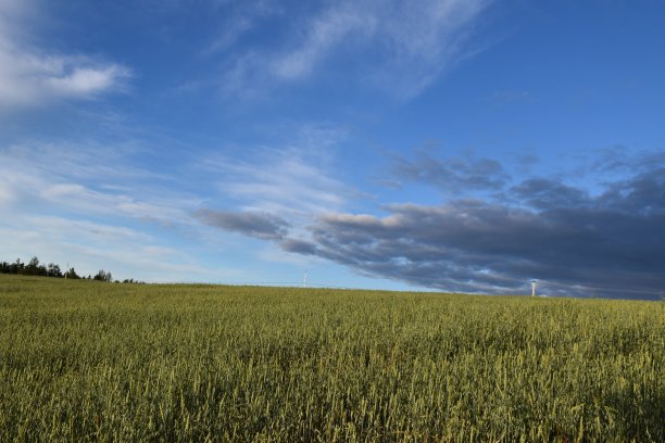一片燕麦田图片下载
