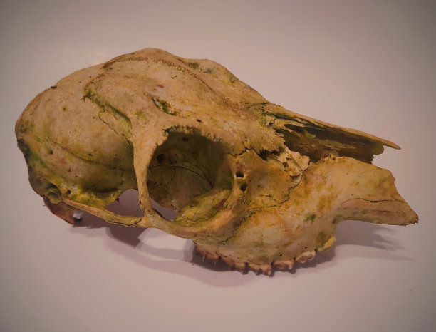 鹿头骨图片下载