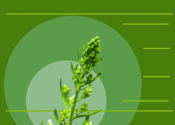 植物的生命图片下载