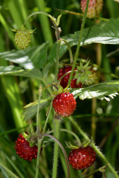 成熟的红色草莓图片下载