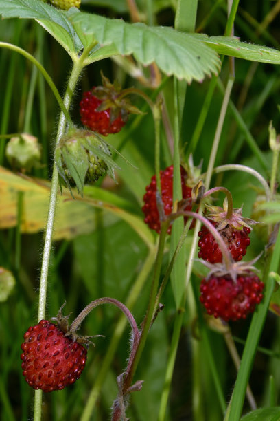 成熟的红色草莓图片下载