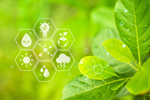 生态热带森林，绿叶生态完整，特写图片下载