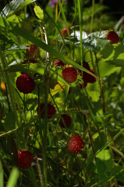 成熟的红色草莓图片下载