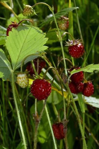成熟的红色草莓图片下载