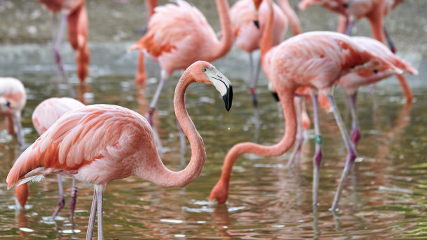 火烈鸟嘴里滴着水珠，另一只火烈鸟在池塘里喝水，周围有更多的火烈鸟图片下载