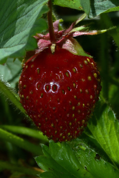 成熟的红色草莓图片下载