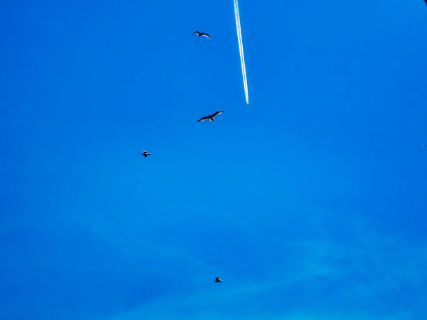 一群海鸥在晴朗的天空图片下载