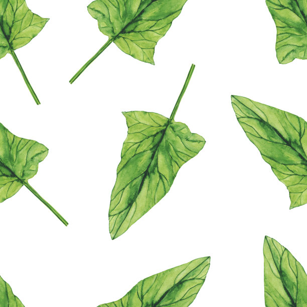 水彩菠菜叶无缝图案在白色背景。草木手绘插画。健康食品。图片下载