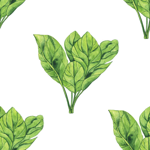 水彩菠菜无缝图案在白色背景。草木手绘插画。新鲜的绿叶沙拉。健康的食物图片下载