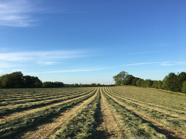 夏天田地里一排排新割的干草图片下载