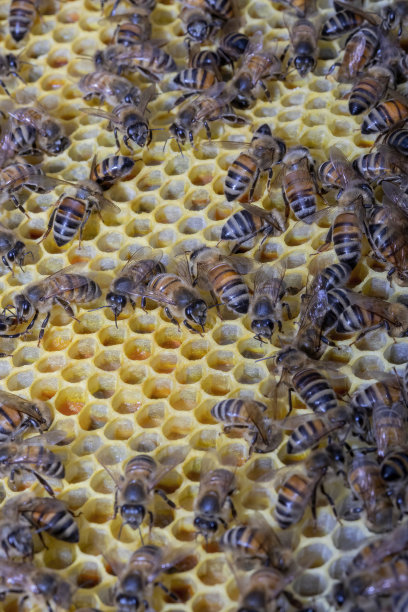 花叶状花粉图案图片下载