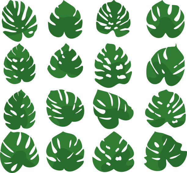 Monstera绿色大叶子矢量插图集。图片下载