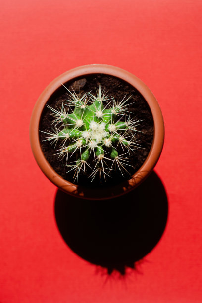 美丽的仙人掌棘仙人掌在太阳下的红色背景的特写。图片下载