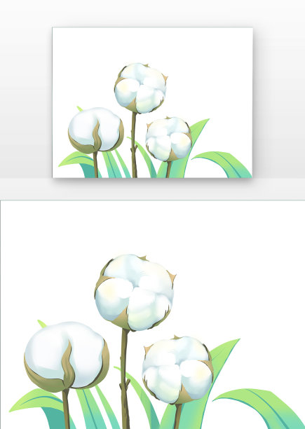 寒露棉花图片下载