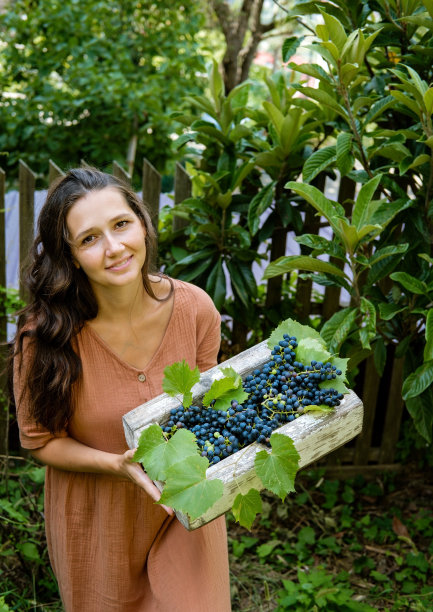 美丽的年轻女子卷曲的头发，穿着亚麻裙，握着风化的木盒子装满了葡萄浆果。秋收的概念。图片下载