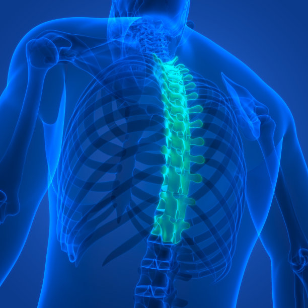 人体骨骼系统解剖中的脊髓、脊柱、胸椎图片下载