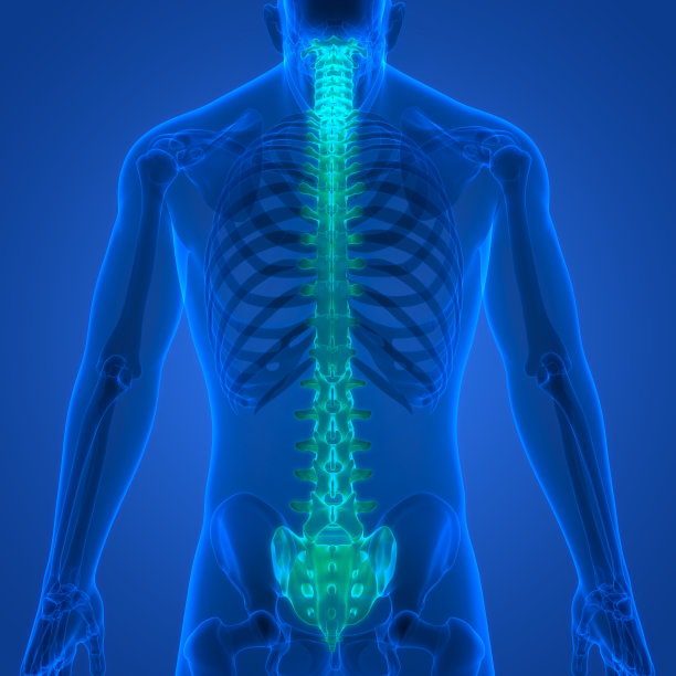 人体骨骼系统解剖中的脊髓、脊柱图片下载