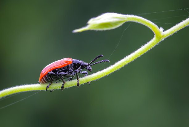 近景微距拍摄的一个黑色和红色的虫子。素材图片
