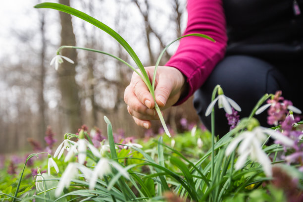 女人在国家公园或植物园采摘或收获非常稀有的花卉，环保概念图片下载