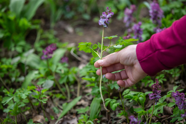 女人在国家公园或植物园采摘或收获非常稀有的花卉，环保概念图片下载
