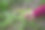 女人在国家公园或植物园采摘或收获非常稀有的花卉，环保概念图片下载