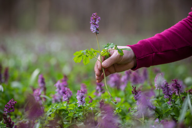女人在国家公园或植物园采摘或收获非常稀有的花卉，环保概念图片下载