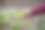 女人在国家公园或植物园采摘或收获非常稀有的花卉，环保概念图片下载