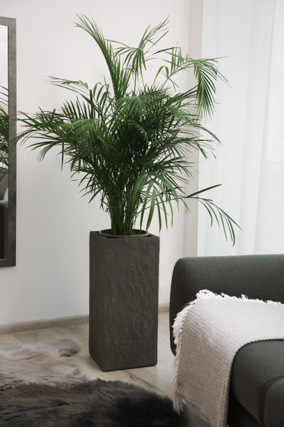 客厅靠窗的漂亮绿色盆栽和舒适的沙发。室内设计图片下载