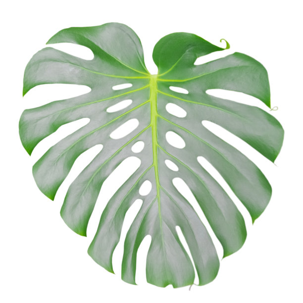 虫草绿叶在洞中图片下载