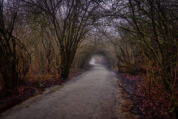 加拿大热带雨林中绿树环绕的小路。清晨的雾图片下载
