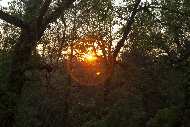 秋天森林里的日落图片下载