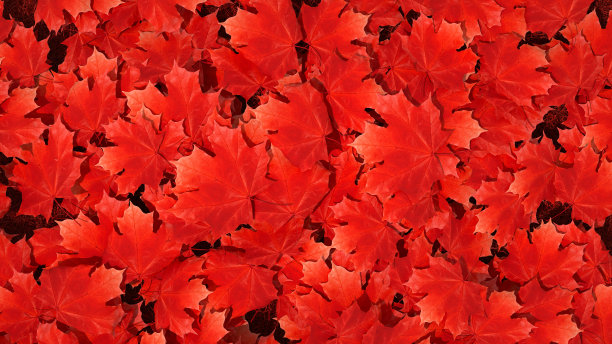 秋叶背景图片下载