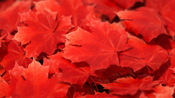 秋叶背景图片下载