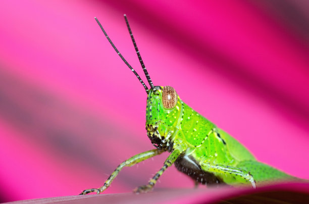 蚱蜢对紫叶-动物行为。图片下载