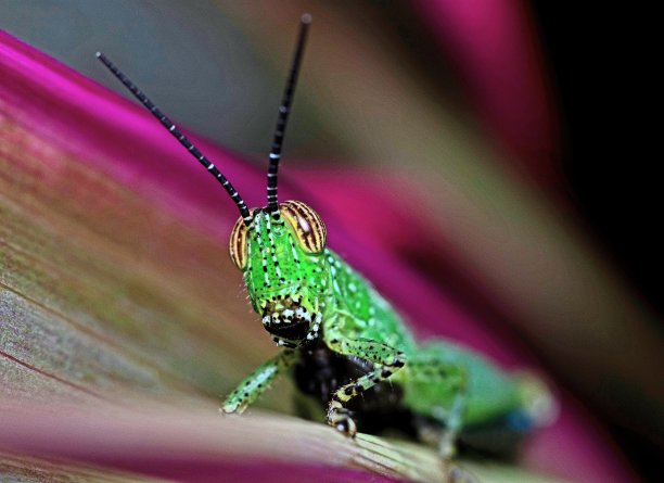 蚱蜢对紫叶-动物行为。图片下载