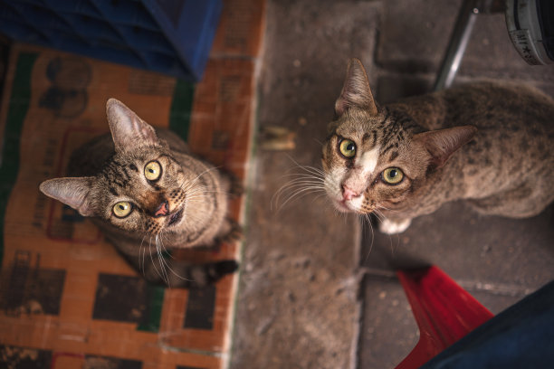 乞讨猫-库存照片图片下载