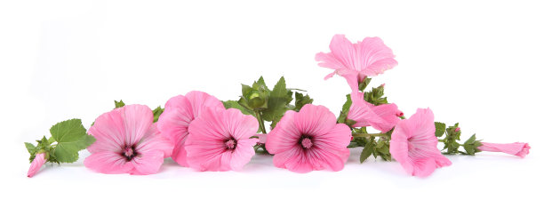 花玫瑰锦葵孤立在白色背景。图片下载