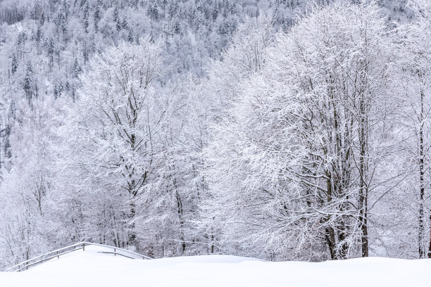 冬天的风景。森林。雪堆里长满了霜冻的树。圣诞节的仙境。白雪皑皑的壁纸背景。自然风景。位置位置喀尔巴阡山脉，乌克兰，欧洲。图片下载