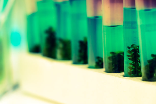 在实验室进行简单的海洋葡萄和植物生物学实验图片下载