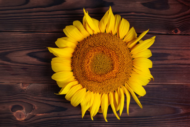 新鲜的向日葵幼苗在老木桌上图片下载
