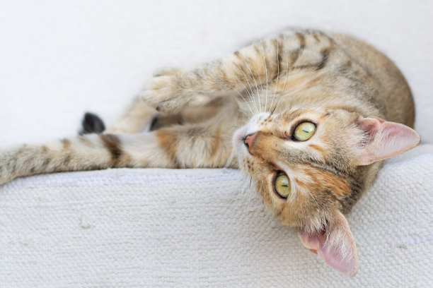 三只彩色白布猫嬉戏地躺在白色的表面上图片下载