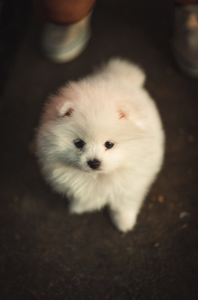 悲伤的面临的小狗图片下载