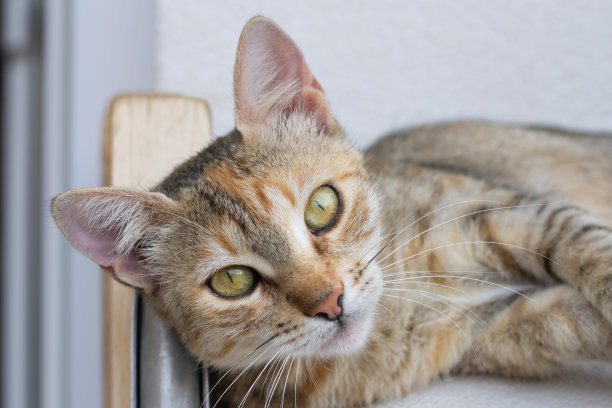 三只彩色的白布猫躺在椅子上图片下载