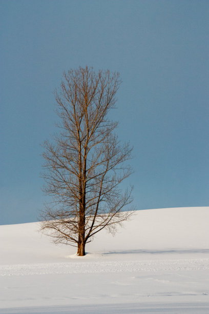 冬日里阳光明媚的雪地上的小树林图片下载