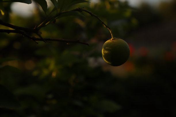 柠檬树，树上的果实和夏天的花图片下载