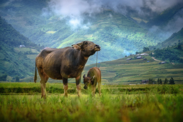 在东南亚，母水牛和小水牛在早晨寻找食物。图片下载