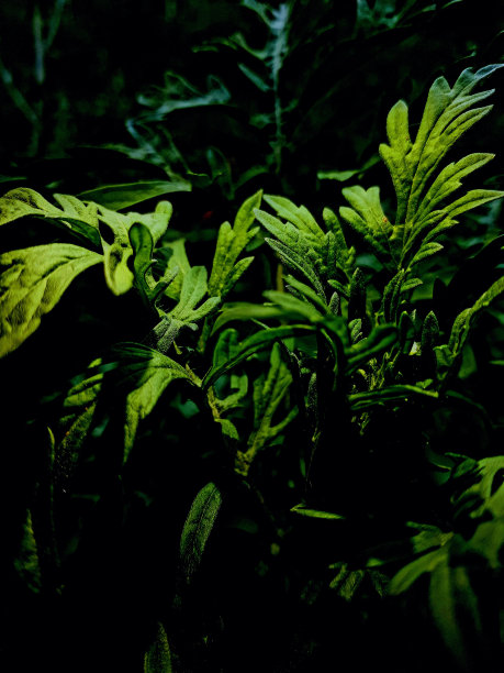 绿色植物图片下载