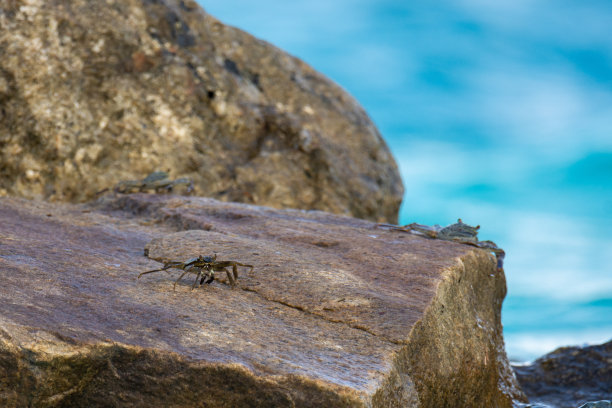 一只螃蟹在一块石头上，马尔代夫海滩图片下载