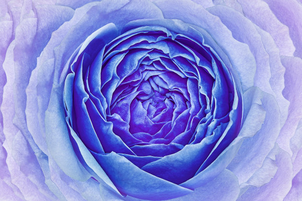 蓝色的玫瑰花。花的背景。宏。大自然。图片下载