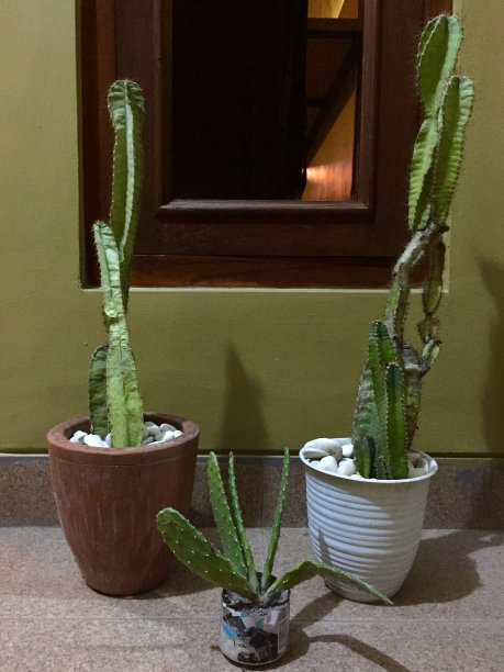 仙人掌图片下载